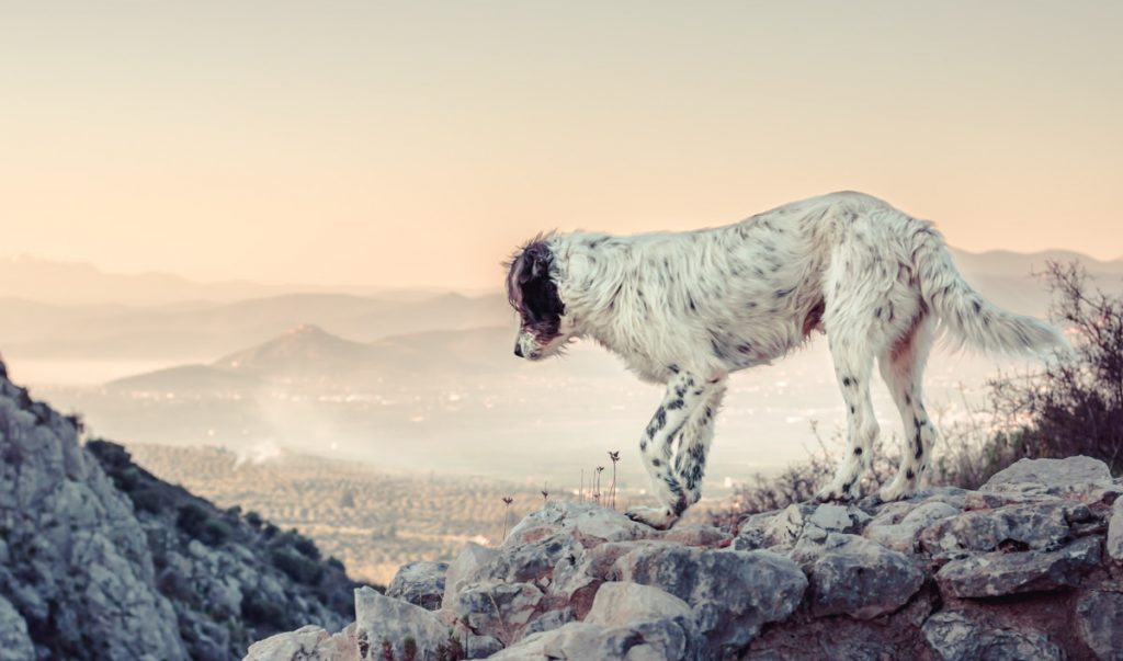 A shaggy white dog with black spots, climbing and exploring a rocky, mountainous scene, looking into the distance, with a peaceful town in the background and clear skies.