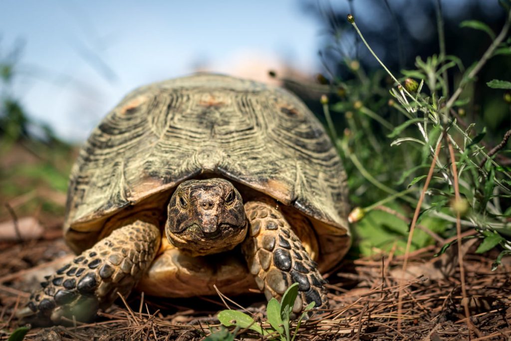 Close up of a Greek Tortoise looking at camera in natural undergrowth shot in a park in Athens, Greece. Grumpy and elderly appearance.